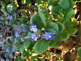 Image result for Vitex trifolia