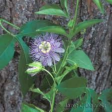 Search Wildflowers Purple Passion Flower Passion Flower Wild Flowers