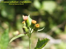 Image result for Crassocephalum crepidioides