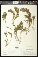 Image result for Euphorbia schimperiana