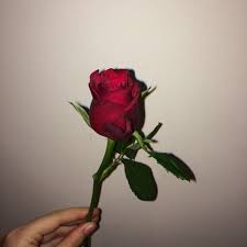 Red Roses By Yung Alien Red Roses Rose Tumblr Rose