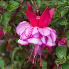 Pin On Fuchsias