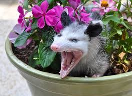 Which Wild Animals Are More Likely To Carry Rabies And Which Ones Aren T Opossum Possum Animals Wild