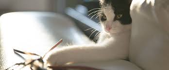 Persian cats are so notorious for being lazy that they have barely any. Tips To Keep Your Cat Happy In Your Apartment Rentable