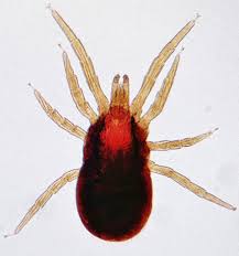 Image result for red mite