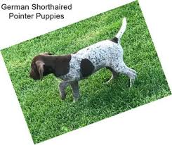 Contact sacramento german shorthaired pointer breeders near you using our free german shorthaired pointer breeder search tool below! 1uepf9bh8nj5qm