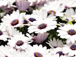 Image result for Osteospermum muricatum