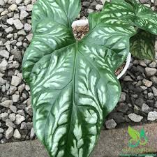 Image result for Cercestis congensis