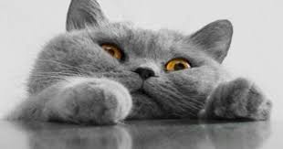 bi kedi gordum sanki cok sirin hayvanlar cute kittens sevimli hayvan yavrulari