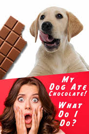 Maybe you would like to learn more about one of these? Dog Ate Chocolate Symptoms Toxicity And What You Should Do