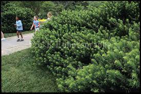 117704 025 Yew Dukephotography Duke Photos Japanese Plum Landscape
