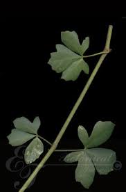 Image result for Rhoicissus tridentata