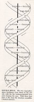 The Watson And Crick Structure Of Dna Dna Tattoo Dna Art Dna Model