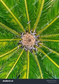 Image result for Encephalartos lebomboensis