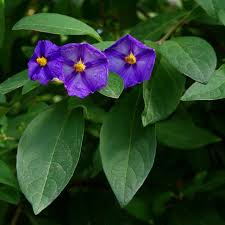 Image result for Lycianthes rantonnetii