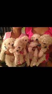 Dogs and puppies cats and kittens horses rabbits birds snakes. Chicago Il Cockapoo Meet Puppies A Pet For Adoption