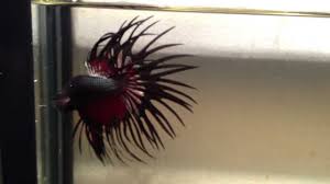 I didn't know these existed. Hold Trev Copper Red Black Crowntail Betta Pair Newlisting Youtube