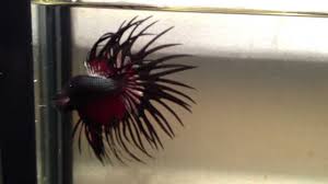 Crowntail betta fish for sale. Hold Trev Copper Red Black Crowntail Betta Pair Newlisting Youtube