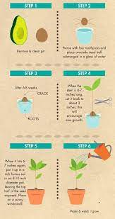 Avocado Plant Growing An Avocado Tree Grow Avocado