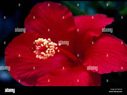 Image result for Hibiscus physaloides