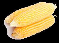 Pick baby corn 1 to 3 days after seeing the silks (pictured above) emerge. How Much Corn Is On An Ear