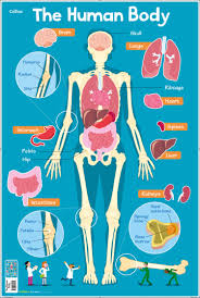 An exploration of the human body and its functions. Collins Children S Poster Human Body Books4children