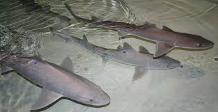 Most sharks have a pointed snout that extends forward over the mouth. New 3d Images Of Shark Intestines Show They Function Like Nikola Tesla S Valve Uw News