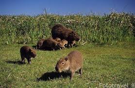 All uruguay issues are limited to 15000 to 25000 stamps, due to low population of country. Carpincho Capivara Capibara O Chiguiro Con Sus Crias Hydro Fototravelfototravel