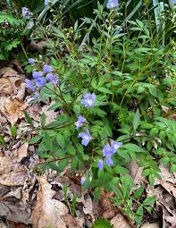 Image result for Tephrosia reptans