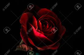 Maybe you would like to learn more about one of these? Peinture Legere De Roses Rouges Sur Fond D Ecran Noir Banque D Images Et Photos Libres De Droits Image 67067271