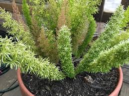 The most common reasons why a fern is drying out are low air humidity, lack or excess of sunlight, adding too much fertilizer and when you don't water your fern properly. What S Going On With My Foxtail Fern