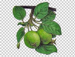 See more ideas about tree drawing, drawings, realistic drawings. Fruit Tree Drawing Apple Png Clipart Apple Branch Branching Drawing Food Free Png Download