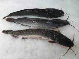 Ikan keli afrika tidak asing lagi di negara ini sejak ia mula diternak pada tahun 1988. Viral Cara Ringkas Bersih Dan Siang Ikan Keli Di Rumah Ceriasihat