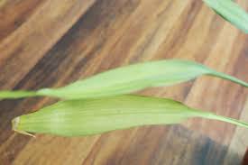 Lucky bamboo stem around will help balance the levels of co2, which will create a suitable surrounding. Why Is My Lucky Bamboo Turning White Or Pale Bamboo Plants Hq