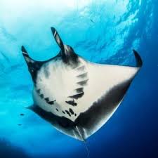 Get information, directions, products, services, phone numbers, and reviews on dan's pest control in bend, undefined discover more disinfecting and pest control services companies in bend on manta.com. Urban Nature Sustainable Coastlines