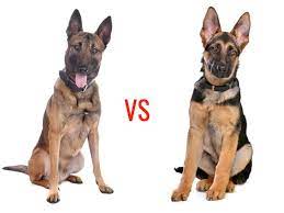 The belgian malinois is a sturdy dog of square proportion with moderately heavy, but oval, bone. Belgian Malinois Vs German Shepherd My Dog S Name