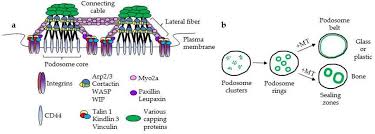 Image result for Cystostemon