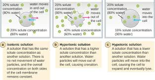 If you are going to bake potatoes, and your potatoes are the best explanation for this isa.that the salt in the food creates a hypertonic environment for the bacteria and fungi.b.that the salt. Unique Characteristics Of Prokaryotic Cells Microbiology