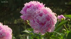 But the gardener with little to moderate gardening experience can also set herself up for success by considering what vegetables tend to grow well in the state. Grow With Kare Great Year For Peonies Kare11 Com