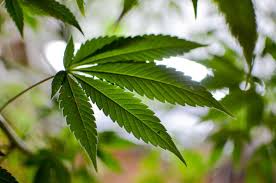 Confidential is a nearly pure indica strain which offers its users a sedating and relaxing high. 10 Things Nobody Tells You About Growing Marijuana Gardenista