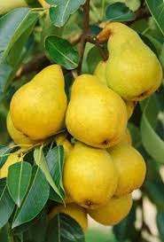Oszi Gyumolcsok Jardin Fruitier Fruits Exotiques Photographie De Fruit