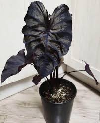 In the fall at first frost, dig the elephant ears bulbs of this frost tender perennial. Colocasia Black Coral Bulbs 5 6in Furniture Home Living Gardening Plants Seeds On Carousell