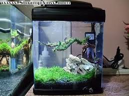 Super Tiny 1 Gallon Shrimp Tank Fish Tank Design Tropical Fish Tanks Cool Fish Tanks