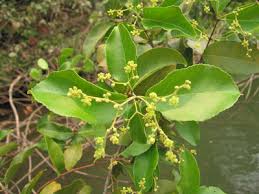 Image result for Hippocratea parviflora