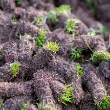 It's not necessary to reseed the entire lawn. Late Summer Lawn Care Aeration And Overseeding