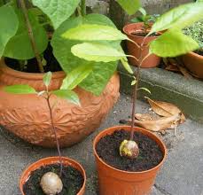 Avocado Pflanze Selber Ziehen Jk S Pflanzenblog Avocado Pflanze Pflanzen Mango Pflanzen