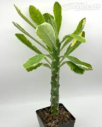 Image result for Euphorbia daviesii
