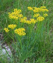 Image result for Ruta graveolens