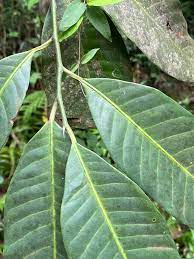 File:Myristica Malabarica - കാട്ടുജാതി (Literally Wild Nutmeg) 02.jpg -  Wikimedia Commons