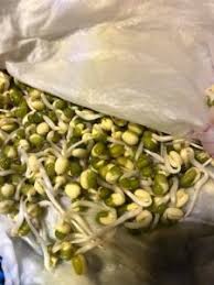 Jom ikut kaedah yang dikongsikan oleh ‎velvet rossa‎ menerusi page berkebun d rumah. Tanam Taugeh Gemuk Kaedah Penapis Dan Hempap Hari Ke 4 Boleh Makan Hasil Mingguan Wanita